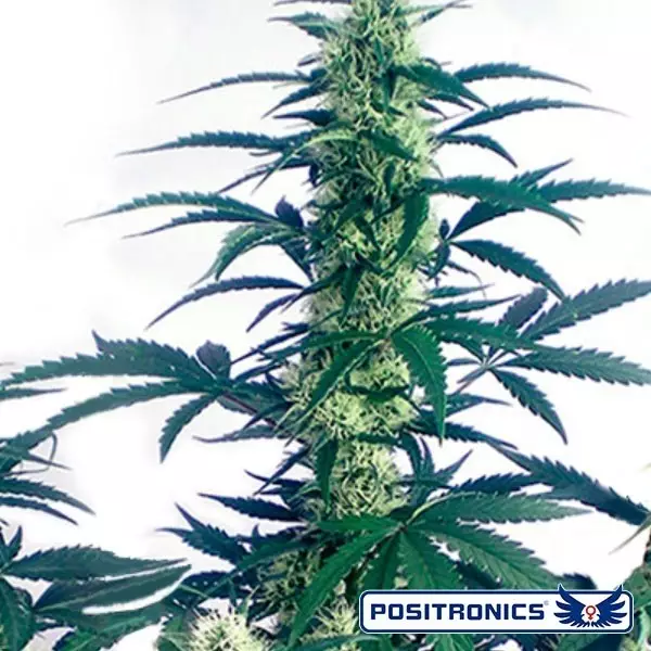 Mayday Express di Positronics Auto - GB The Green Brand