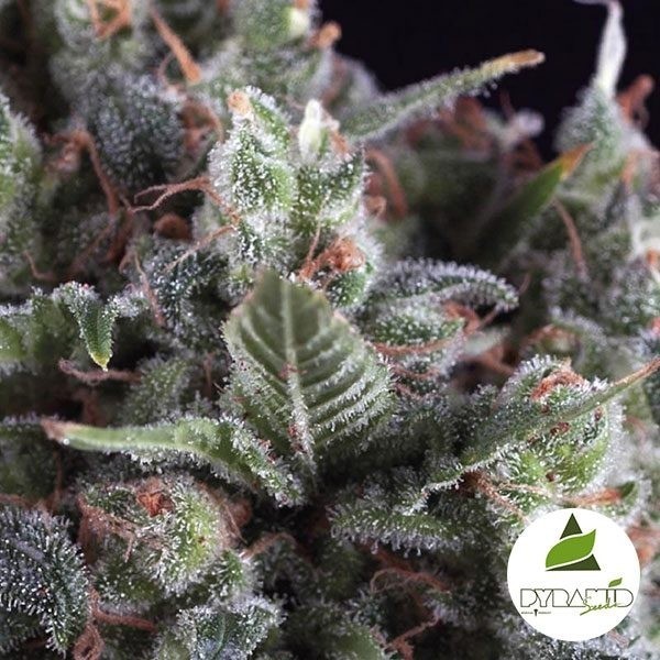 Visualizzazione Olympia del famoso banco Pyramid Seeds.