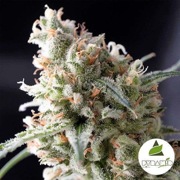 Kukulkán femminilizzata banco Pyramid Seeds.