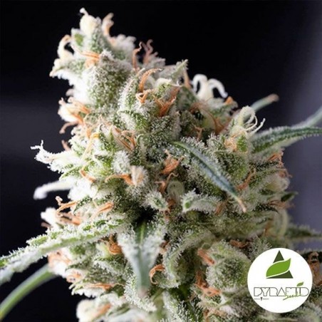 Kukulkán femminilizzata banco Pyramid Seeds.