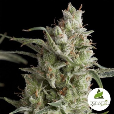 Visualizzazione Super OG Kush Pyramid Seeds femminilizzata.