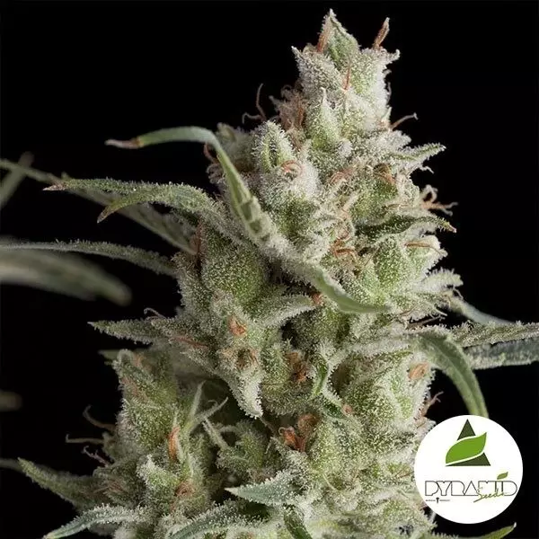 Visualizzazione Super OG Kush Pyramid Seeds femminilizzata.