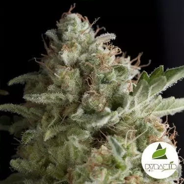 American Pie di Pyramid Seeds femminilizzata.