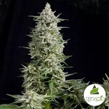 Amnesia Gold di Pyramid Seeds femminilizzata.