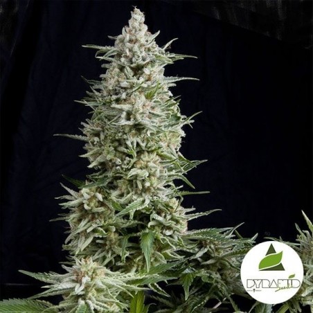 Amnesia Gold di Pyramid Seeds femminilizzata.