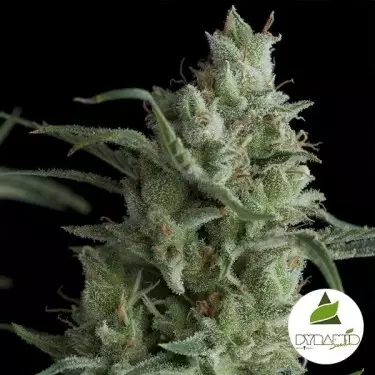 Kryptonite di Pyramid Seeds femminilizzata.
