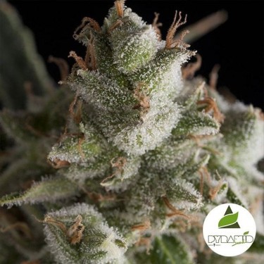 Visualizzazione Fresh Candy di Pyramid Seeds femminilizzata.