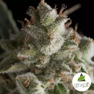 Fresh Candy di Pyramid Seeds femminilizzata.