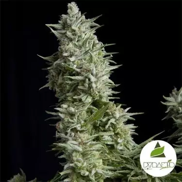 Alpujarreña di Pyramid Seeds femminilizzata.