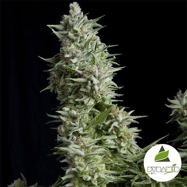 Visualizzazione Alpujarreña di Pyramid Seeds femminizzata - Grow Barato