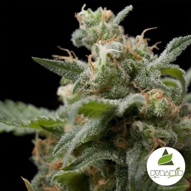 Super Hash di Pyramid Seeds femminilizzata.