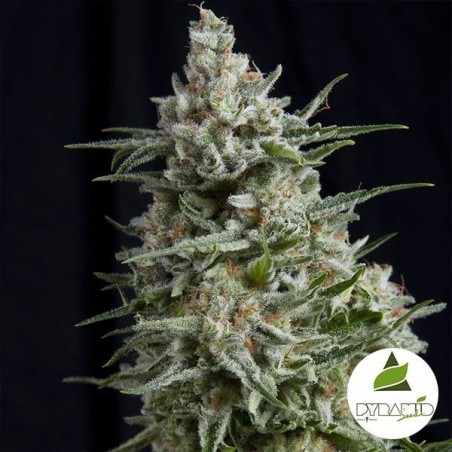 Anesthesia di Pyramid Seeds femminilizzata.