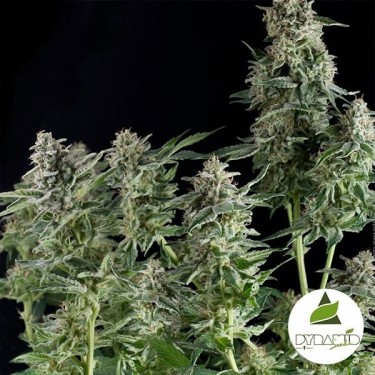 Visualizzazione Northern Lights del banco Pyramid Seeds.