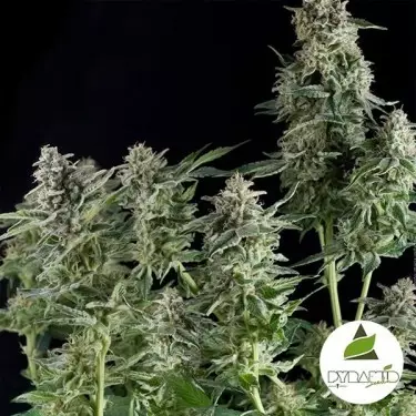 Northern Lights del banco Pyramid Seeds.