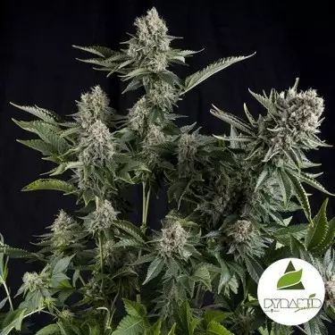 White Widow di Pyramid Seeds femminilizzata.