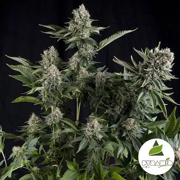 Visualizzazione White Widow di Pyramid Seeds femminilizzata.