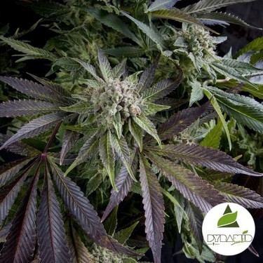Visualizzazione Blue Pyramid di Pyramid Seeds femminilizzata.
