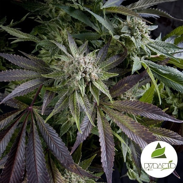 Blue Pyramid di Pyramid Seeds femminilizzata.