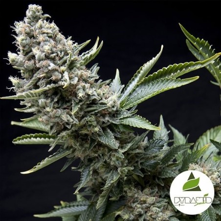 New York City del banco Pyramid Seeds.