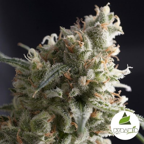 Lennon di Pyramid Seeds femminilizzata.