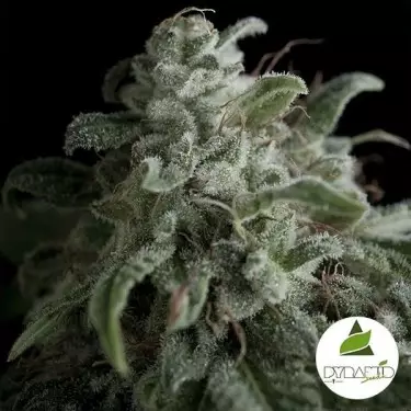 Nefertiti di Pyramid Seeds femminilizzata.