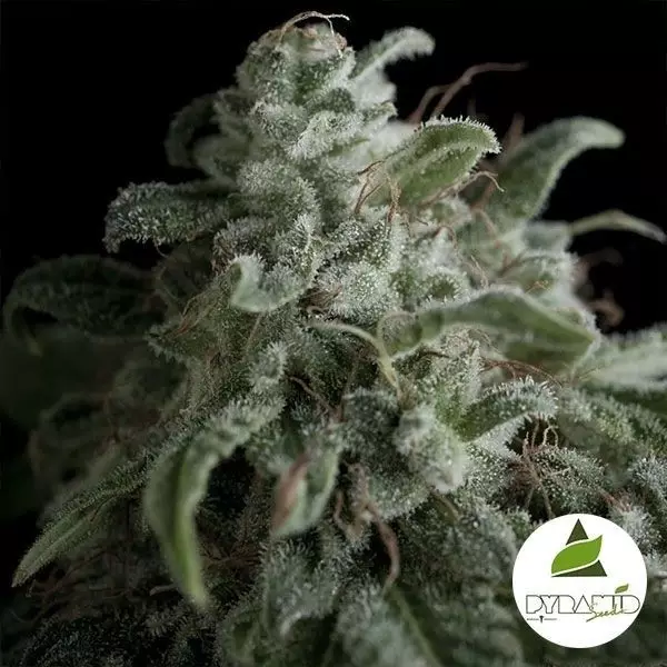 Visualizzazione Nefertiti di Pyramid Seeds femminilizzata.