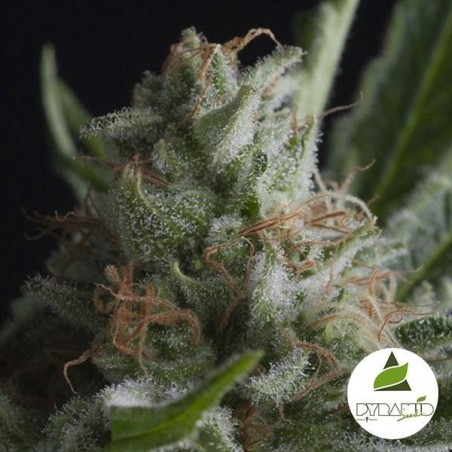Shark di Pyramid Seeds semi femminilizzati.
