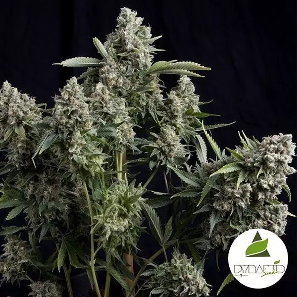 Visualizzazione Tutankhamon Pyramid Seeds femminilizzata.