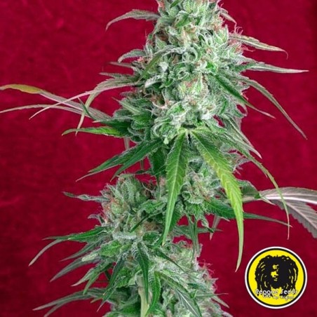 Juanita La Lagrimosa del banco Reggae Seeds.