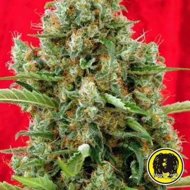 Session regular planta de marihuana