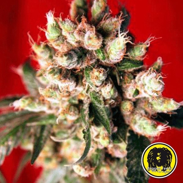 Visualizzazione Semillas Regulares Roots planta de marihuana