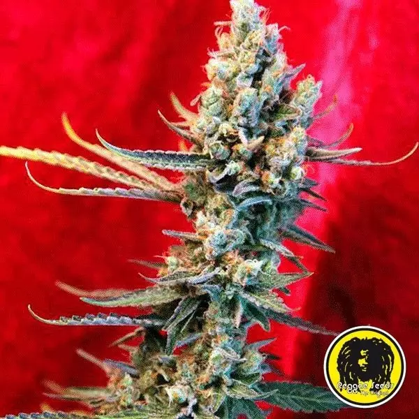 Visualizzazione Revolution semi regolari di Reggae Seeds.