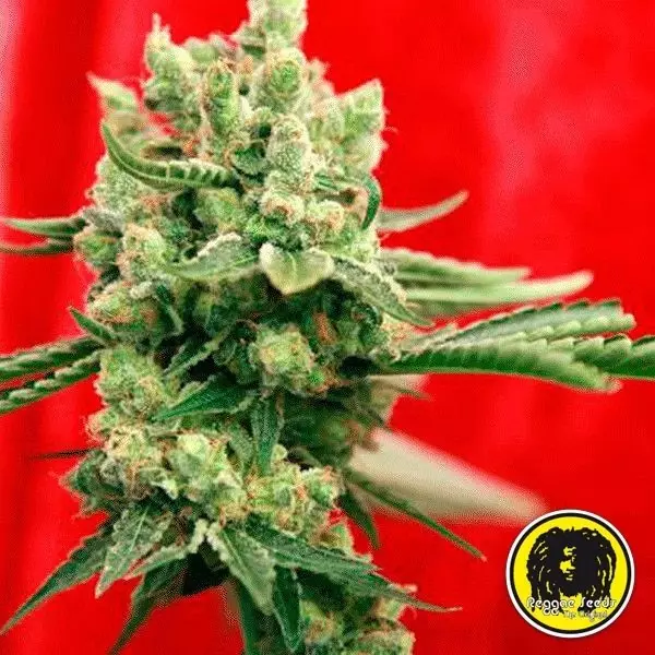 Visualizzazione Guayaka semi regolari di Reggae Seeds.