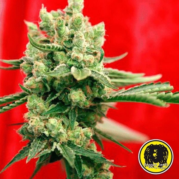 Visualizzazione Guayaka Semi Regolari di Reggae Seeds - Grow Barato