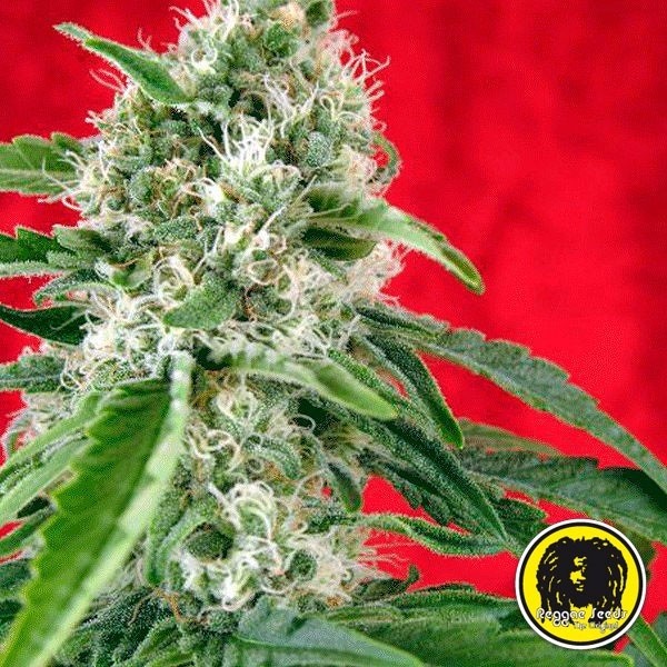 Visualizzazione Dub semi regolari del banco Reggae Seeds.