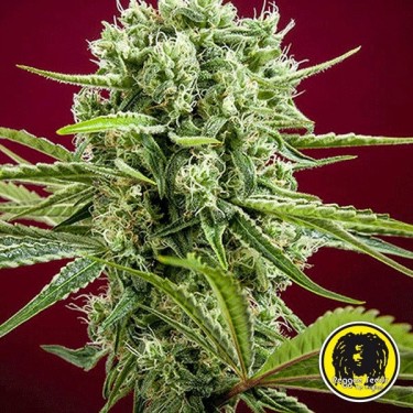 Visualizzazione Dancehall regular planta de marihuana