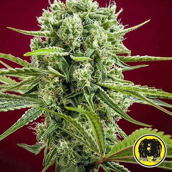 Visualizzazione Dancehall regular planta de marihuana