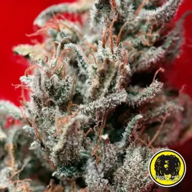 O'Haze Red femminilizzata di Reggae Seeds.