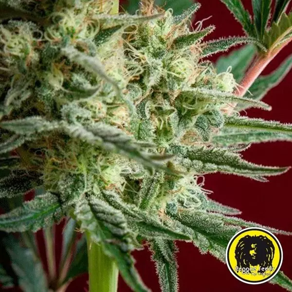 Visualizzazione Blackdance di Reggae Seeds femminilizzata.