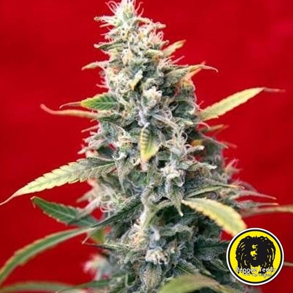 Visualizzazione Sra. Amparo Reggae Seeds femminilizzata.