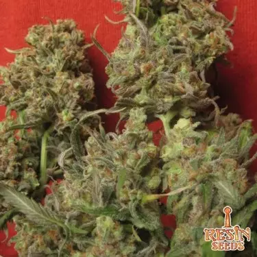 Critical Haze femminilizzata di Resin Seeds.