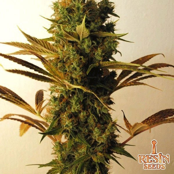 Visualizzazione Hammershark planta de marihuana