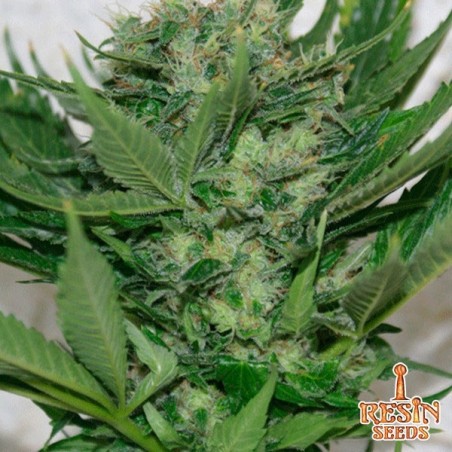 Sour P femminilizzata del banco Resin Seeds.