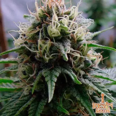 Yummy femminilizzata del banco Resin Seeds.