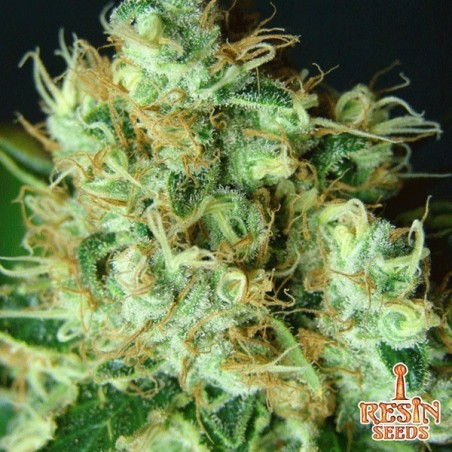 Bubblicious femminilizzata di Resin Seeds.