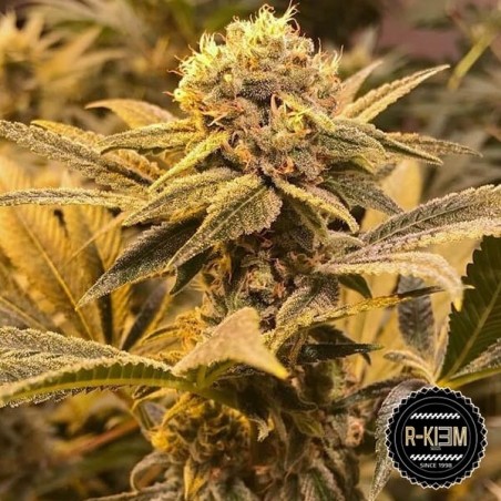 R-Kiem Regular del banco R-Kiem Seeds.