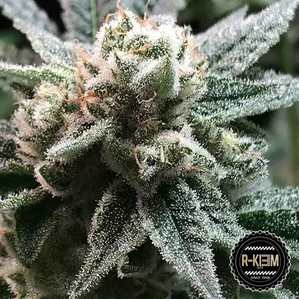 Visualizzazione Sublimator di R-Kiem Seeds 100% femminizzata.