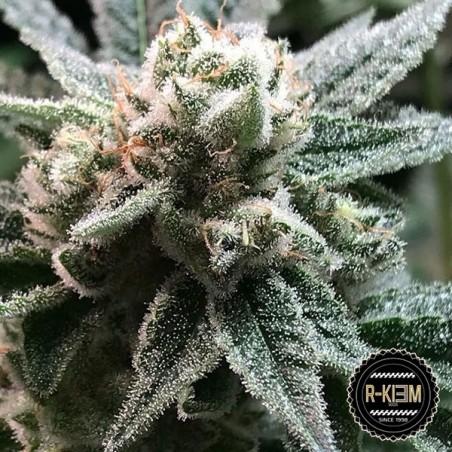 Sublimator di R-Kiem Seeds 100% femminizzata.