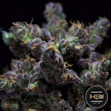 Visualizzazione ZKIEM di R-Kiem Seeds semi femminilizzati