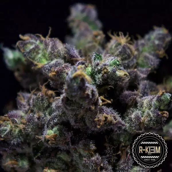 Visualizzazione ZKIEM di R-Kiem Seeds semi femminilizzati